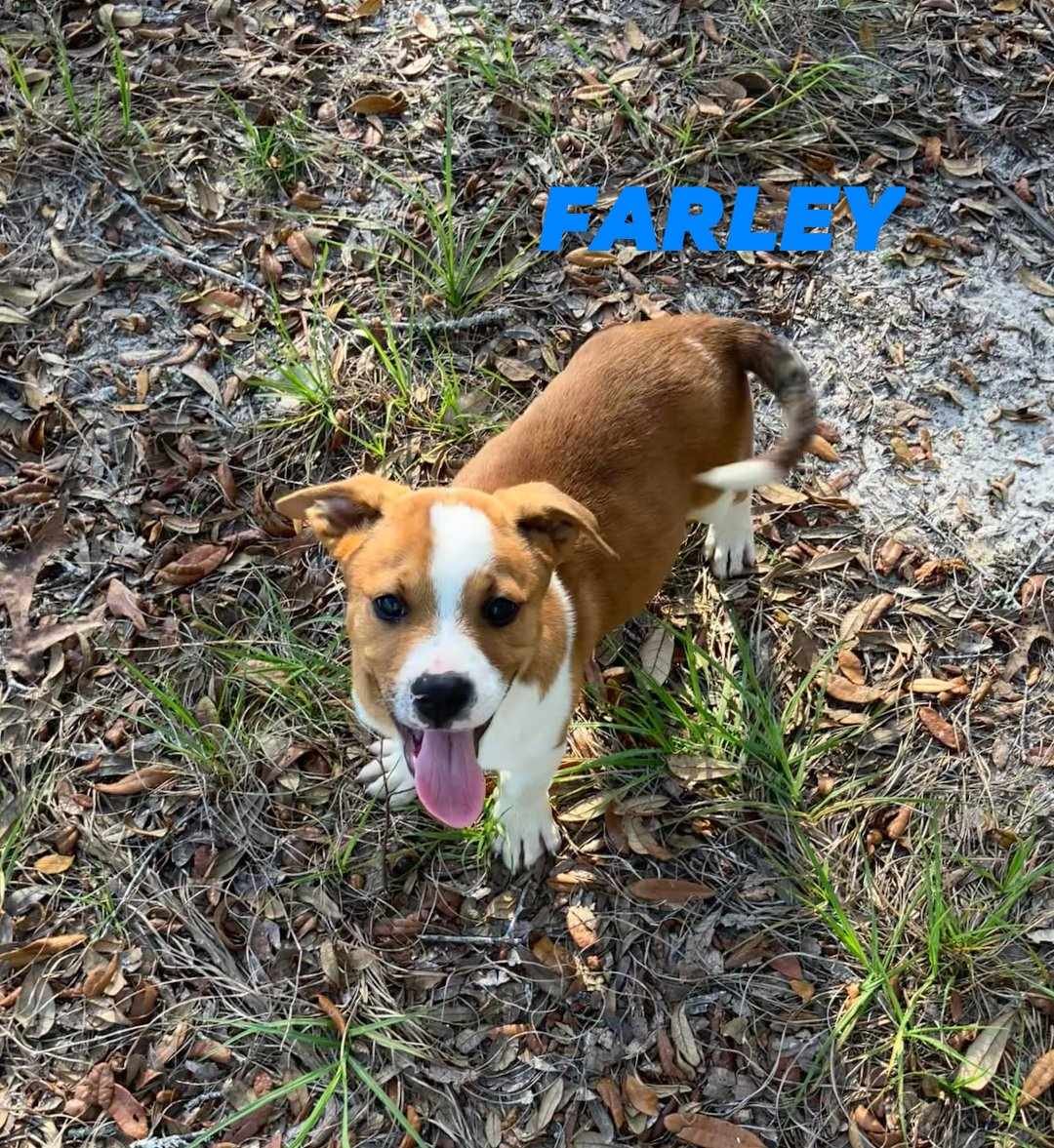 adoptable Dog in Brooksville, FL named Farley