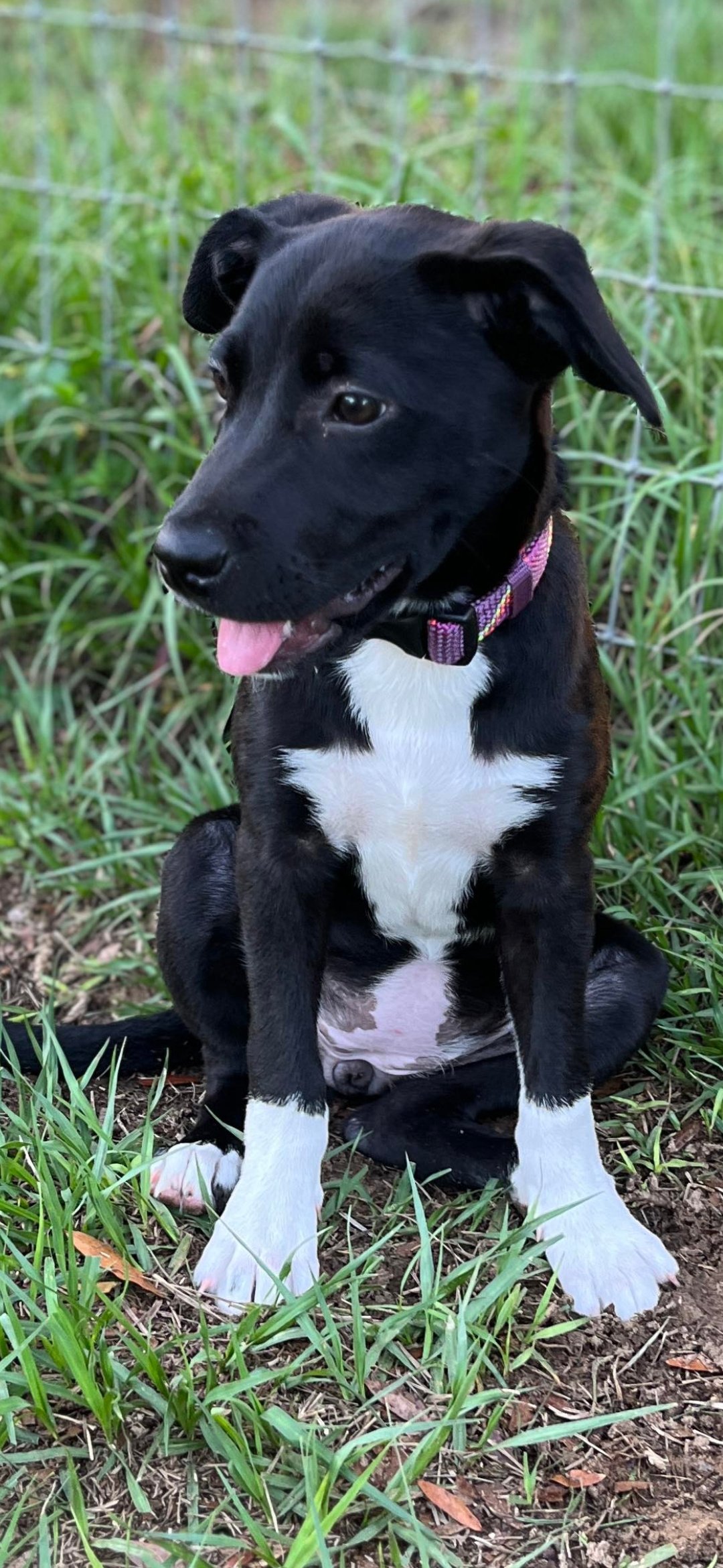adoptable Dog in Brooksville, FL named Disco