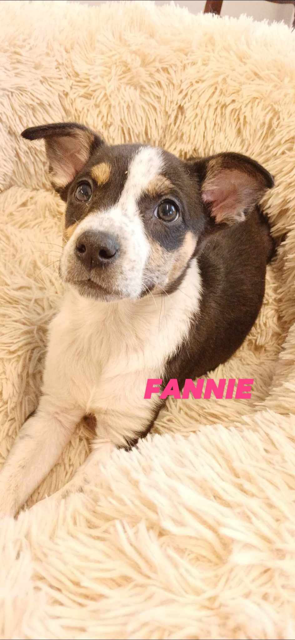 adoptable Dog in Brooksville, FL named Frannie and Fizz