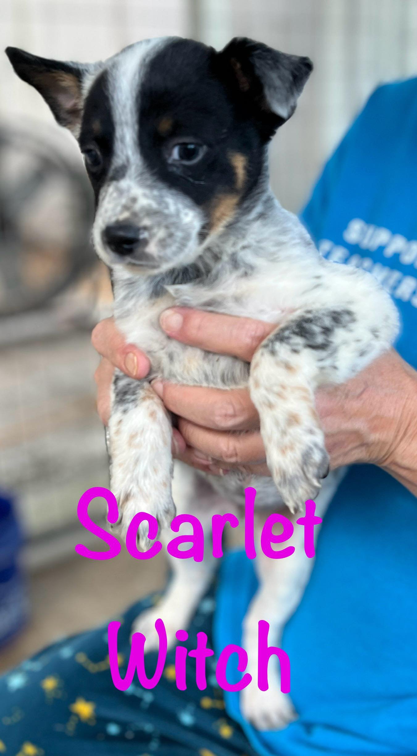 Dog for Adoption - Scarlet Witch, a Australian Cattle Dog/Blue Heeler ...