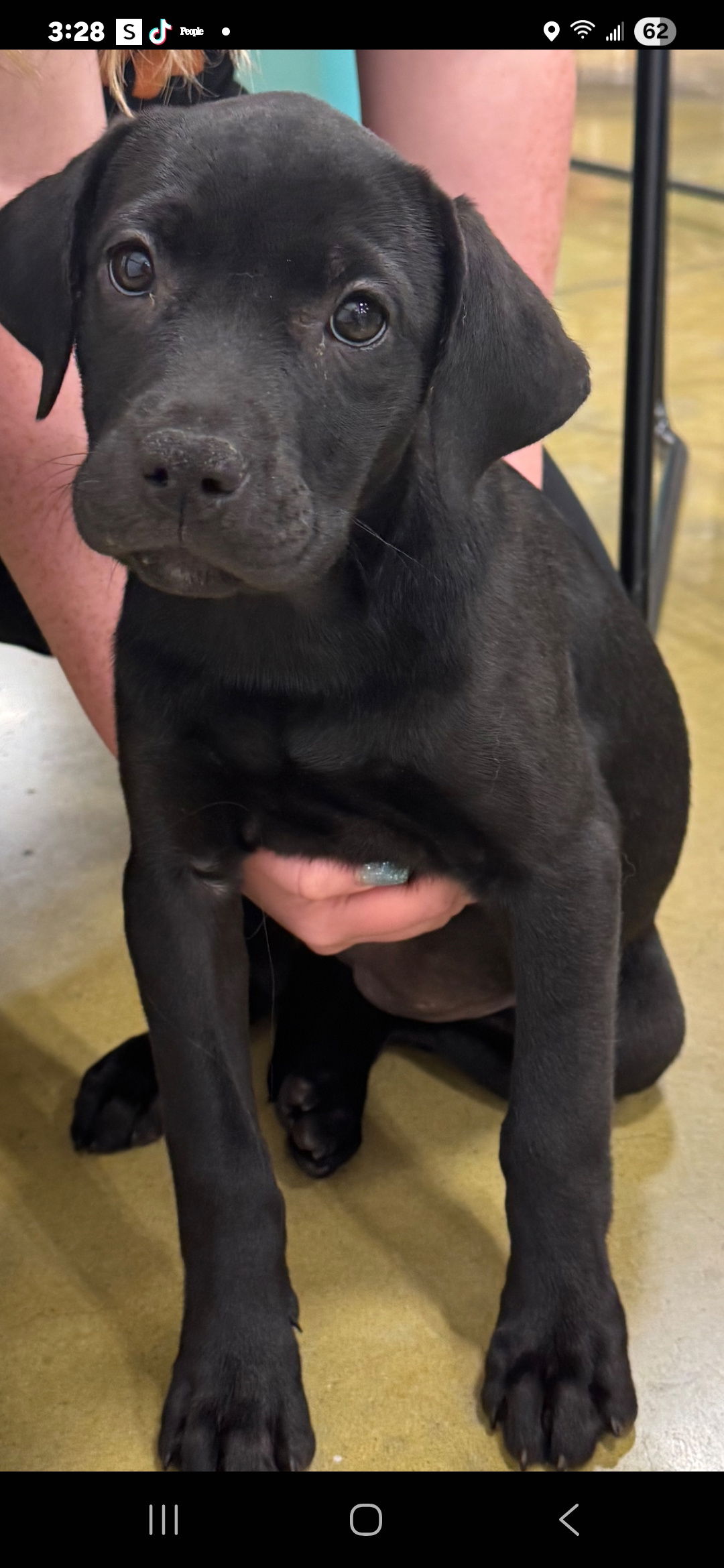 adoptable Dog in Brooksville, FL named Lena