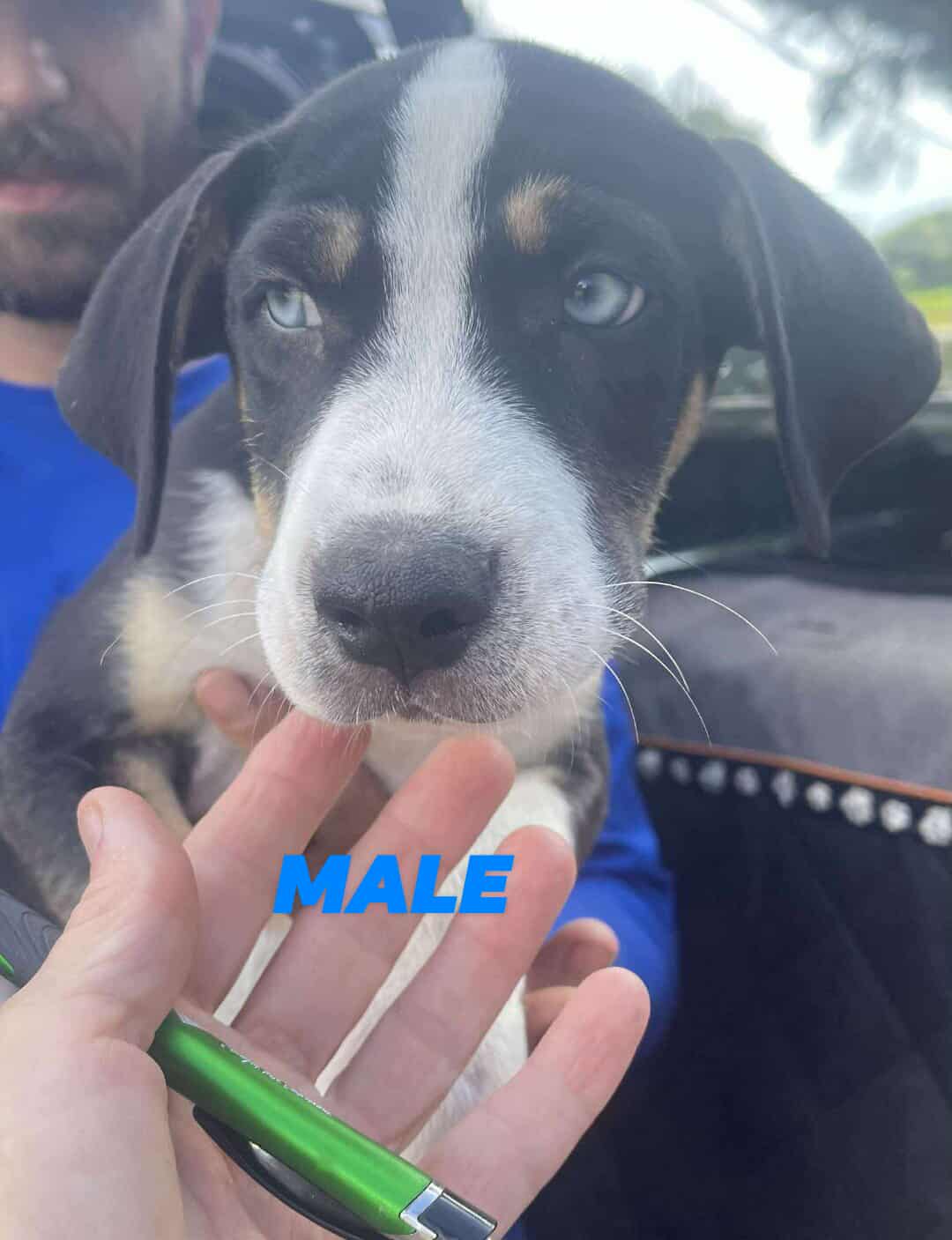 adoptable Dog in Brooksville, FL named Stephan 3