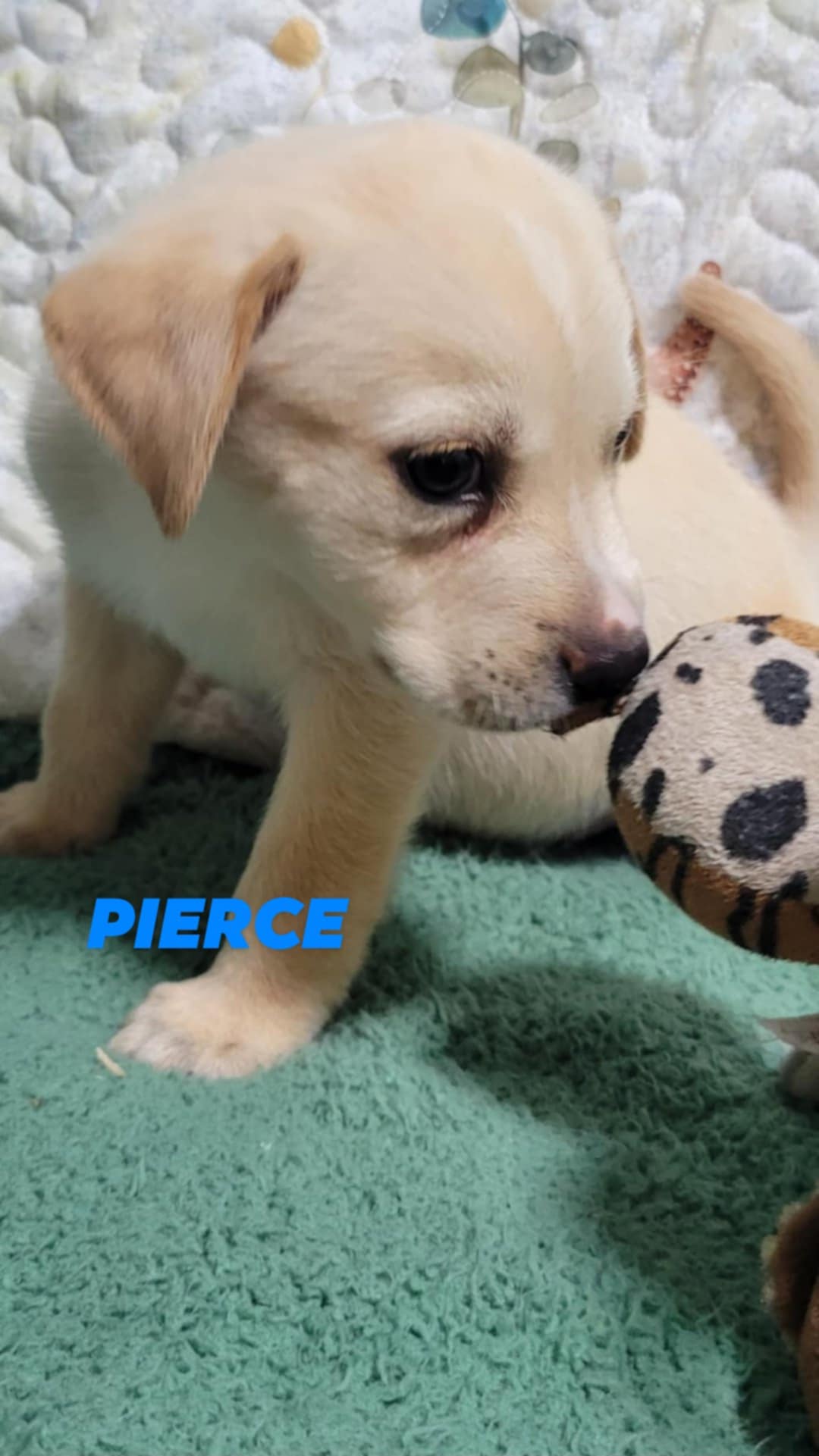 adoptable Dog in Brooksville, FL named P litter