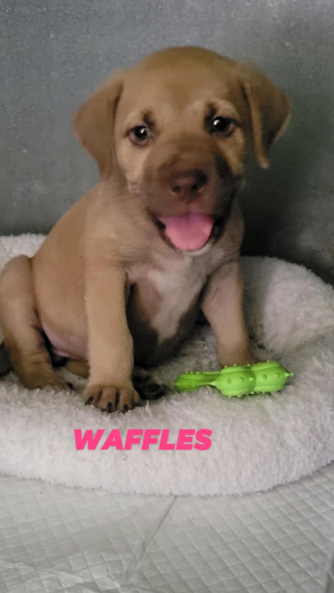 adoptable Dog in Brooksville, FL named Waffles