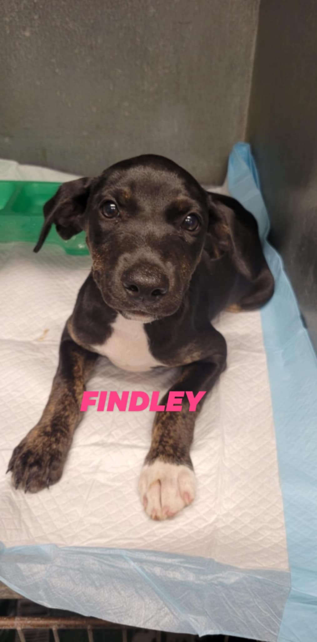 adoptable Dog in Brooksville, FL named Findley