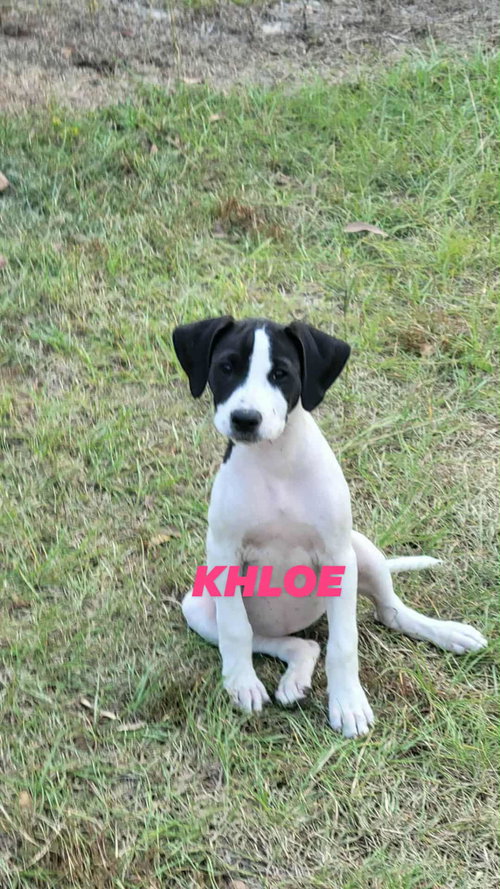 picture of the dog needing adoption