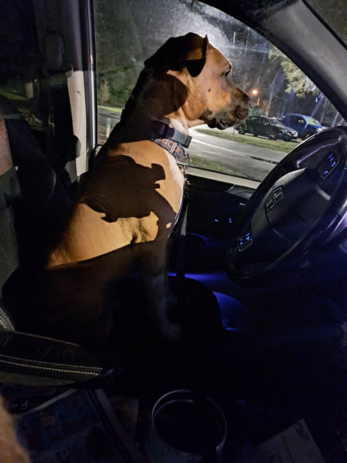 picture of the dog needing adoption