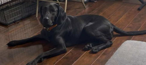 picture of the dog needing adoption