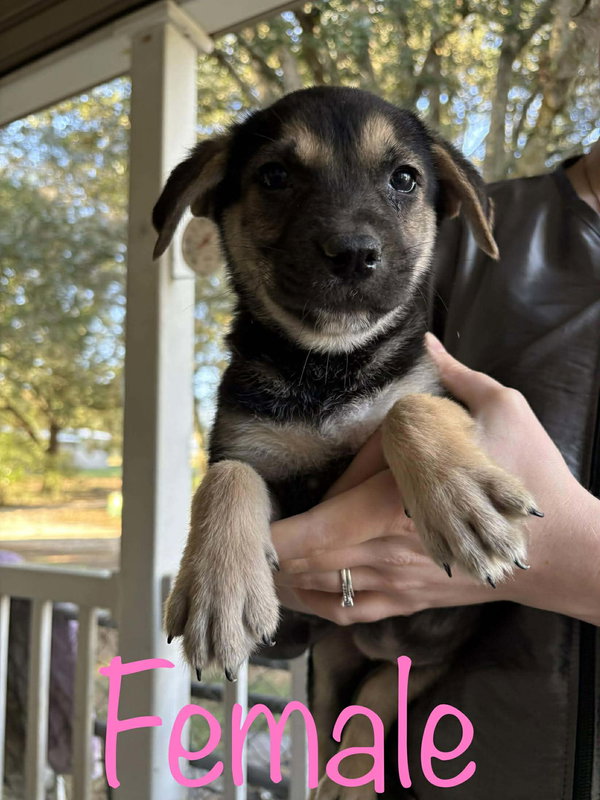Kat's Porch Pups females²
