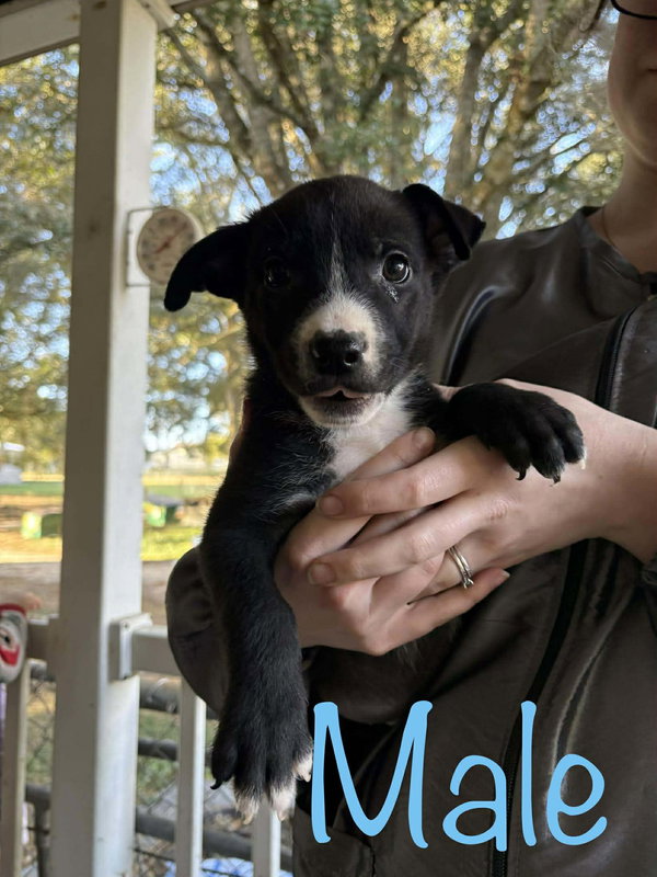 Kat's Porch Pups males