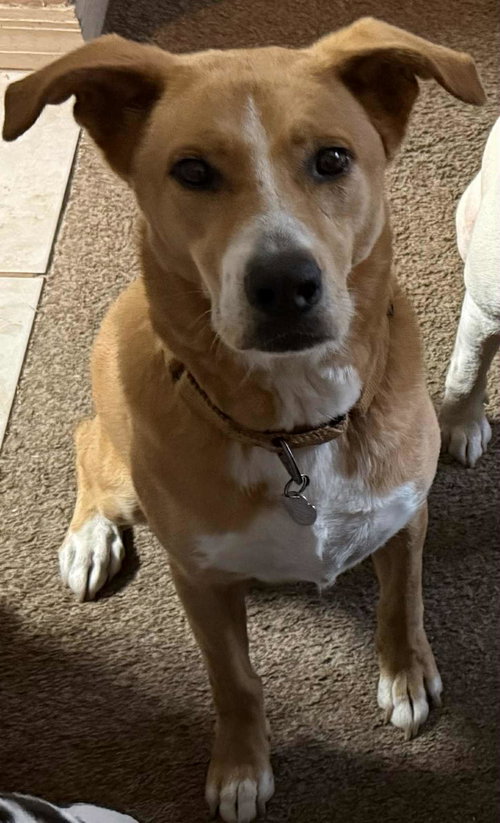 picture of the dog needing adoption