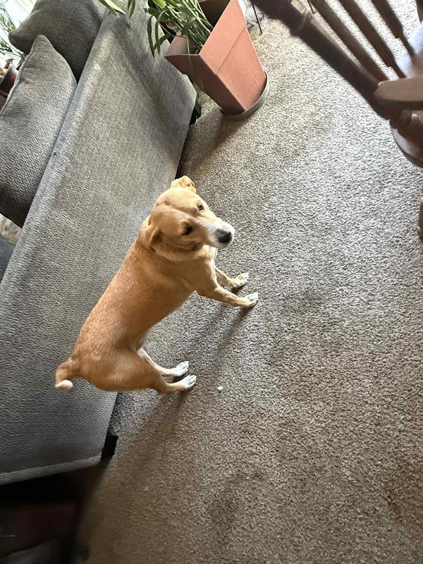 Sammy