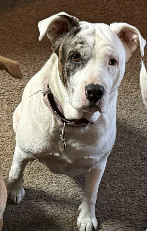 picture of the dog needing adoption