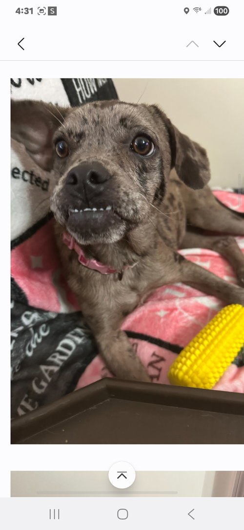 picture of the dog needing adoption