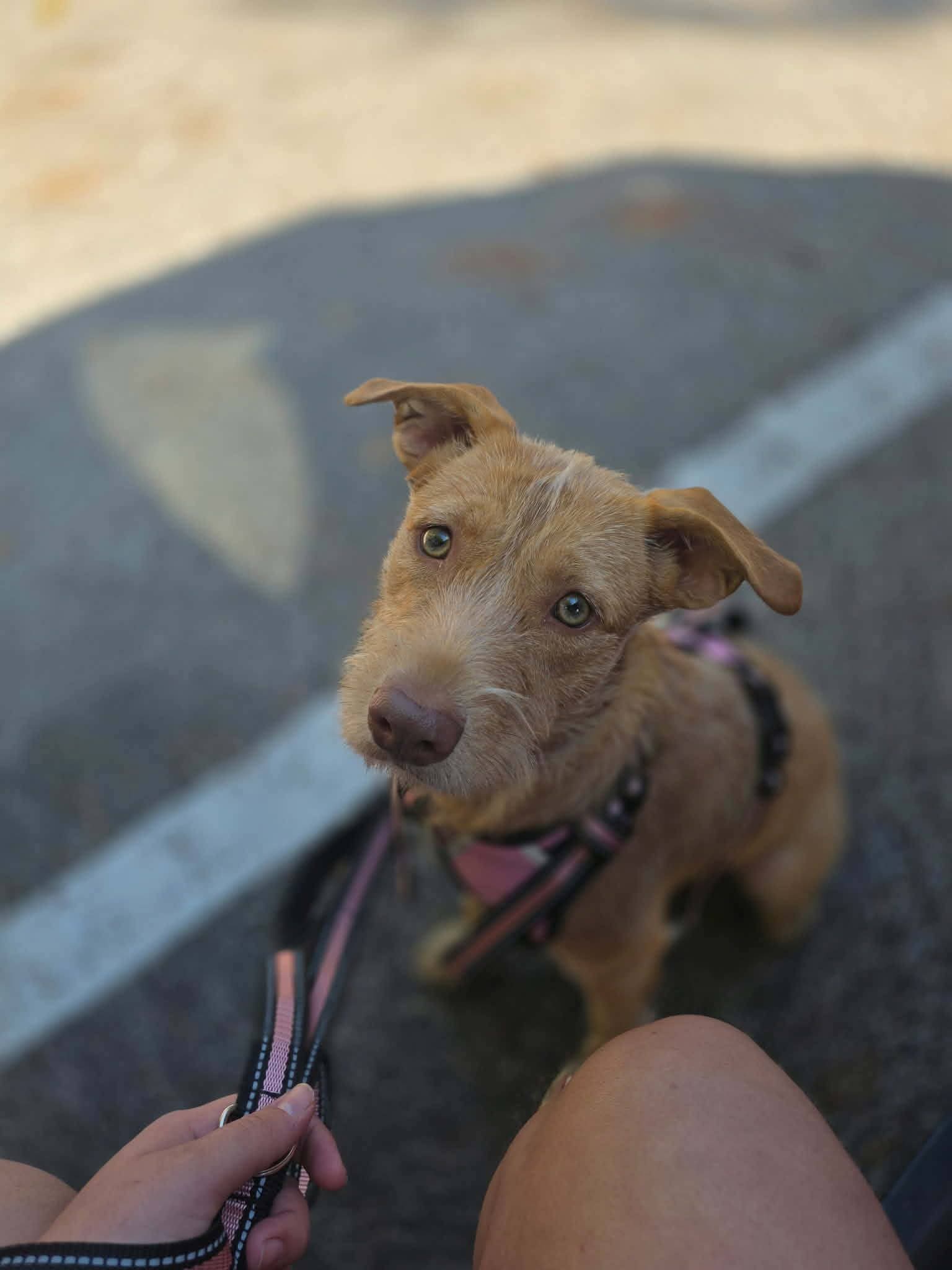 Maxine AKA Dumpling