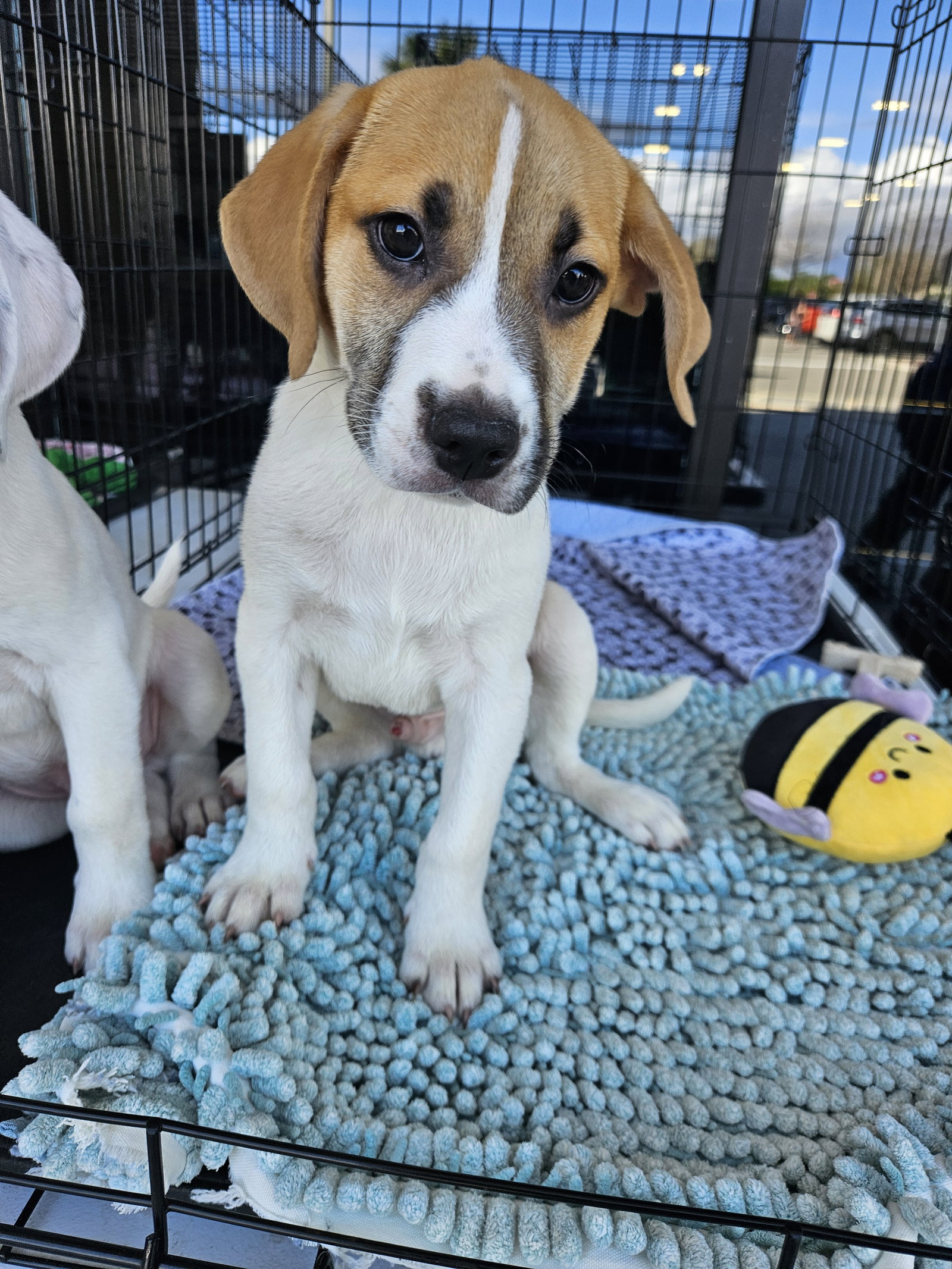 Beagle