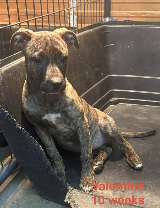 Pit Bull