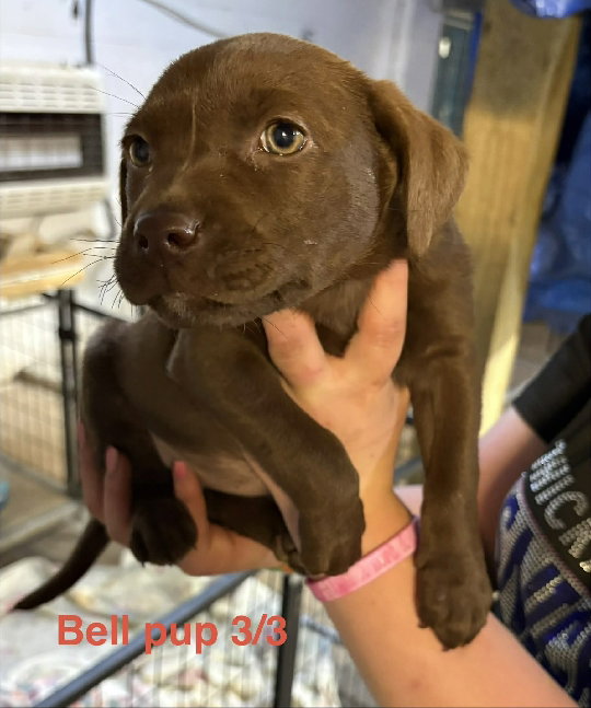 Labrador Retriever
