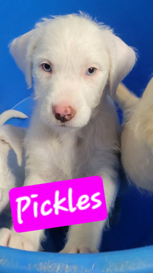 picture of the dog needing adoption