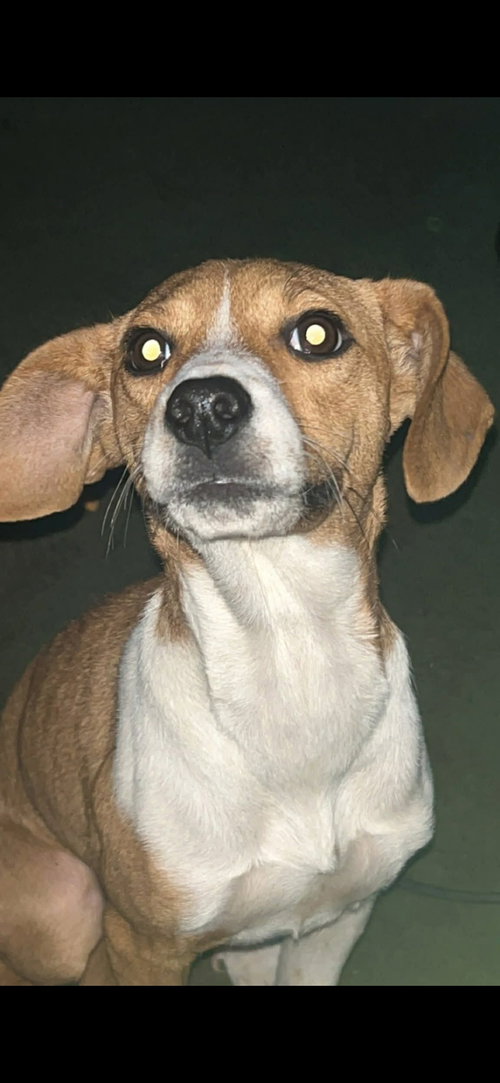 Esther, an adoptable Beagle in Brooksville, FL