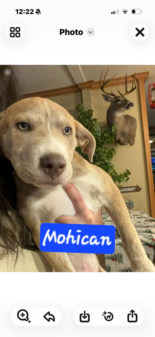 Mohican and Honey Bee, an adoptable Australian Shepherd in Brooksville, FL