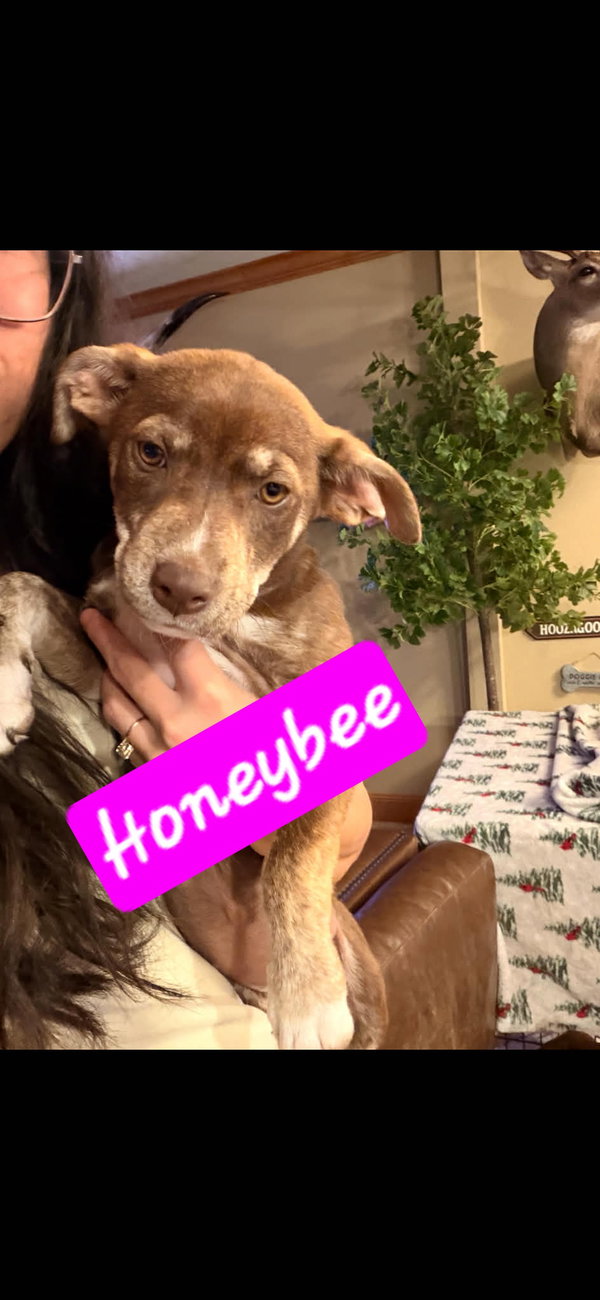 Mohican and Honey Bee