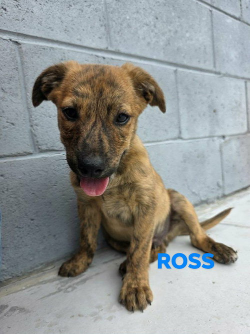 Ross, an adoptable Shepherd in Brooksville, FL