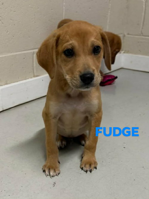Fudge and Fizzy, an adoptable Labrador Retriever in Brooksville, FL