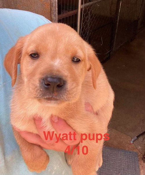 Wyatt litter