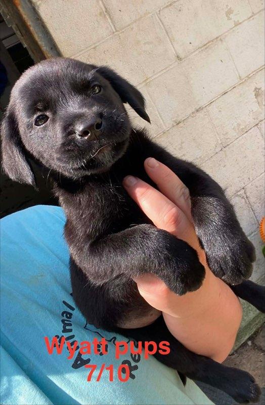Wyatt litter