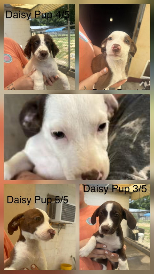 Daisy pups