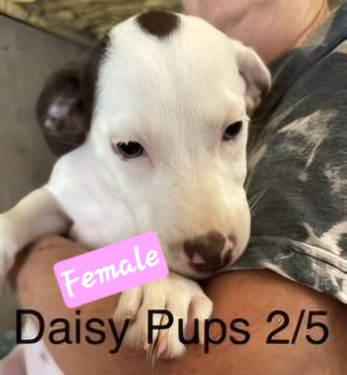 Daisy Pups photo 4