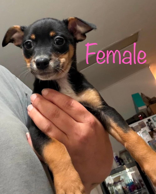 Carries pups, an adoptable Miniature Pinscher in Brooksville, FL