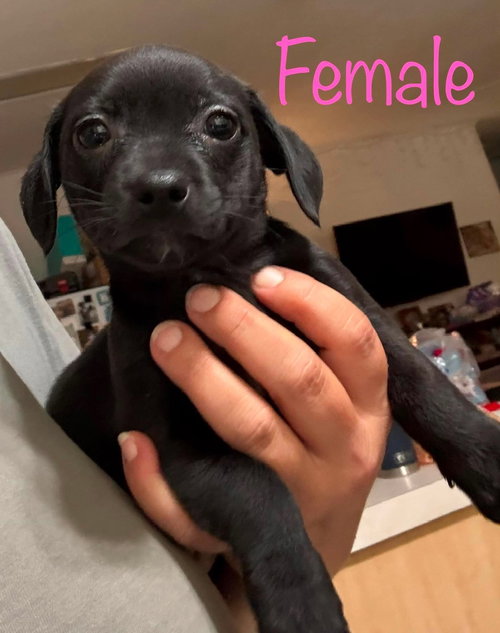 Carries Pups photo 3