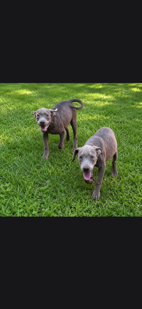 Weimys, an adoptable Weimaraner in Brooksville, FL