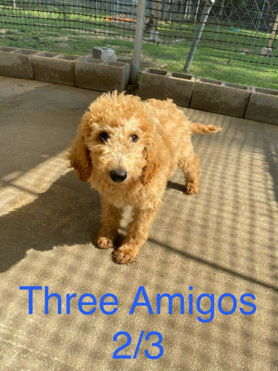 Amigo