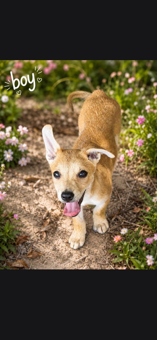 Peanut, an adoptable Feist in Brooksville, FL