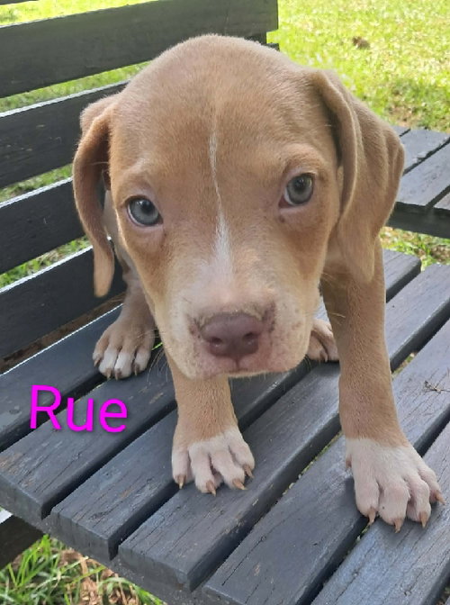 Jiggy pups, an adoptable Black Mouth Cur in Brooksville, FL