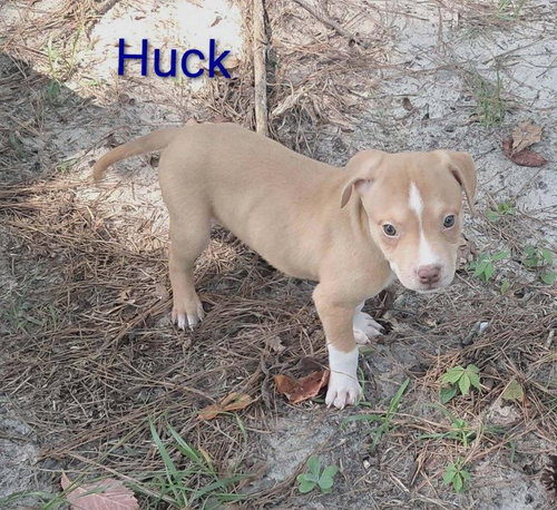 Jiggy Pups photo 2