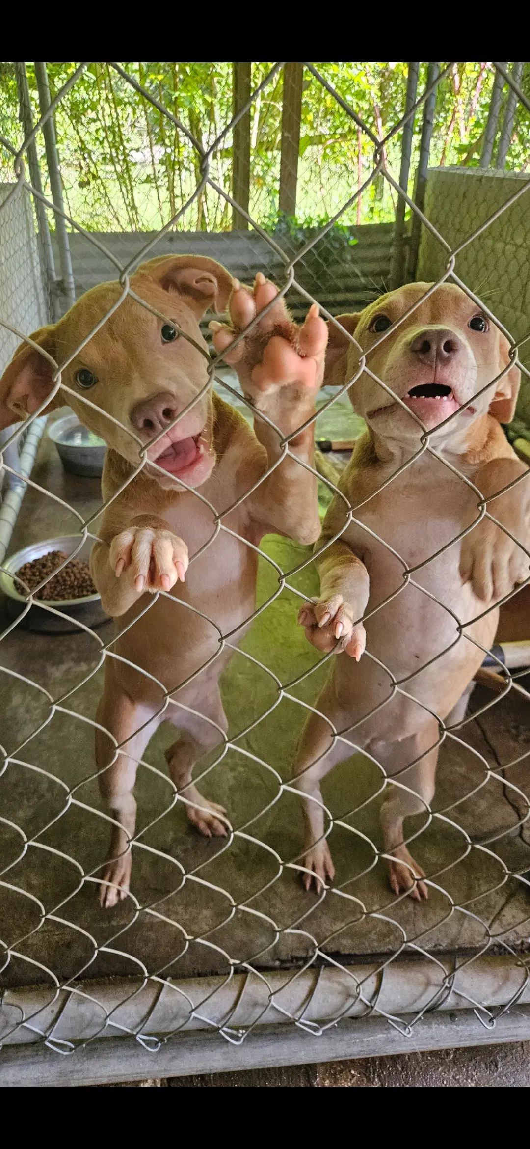 Jiggy Pups - Black Mouth Cur