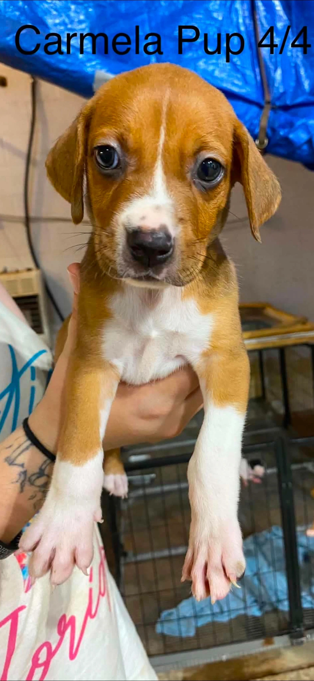 Carmela Pups