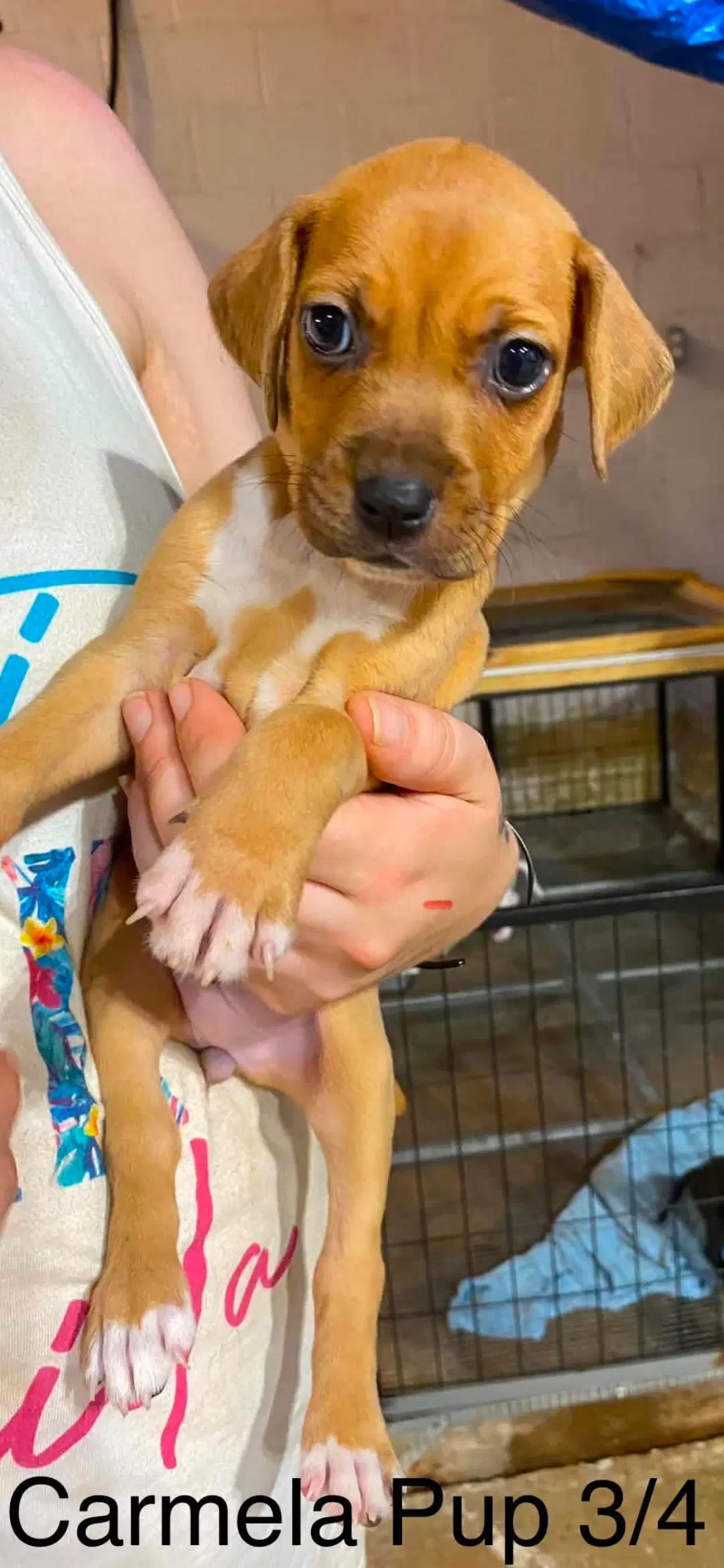 Carmela Pups image 2