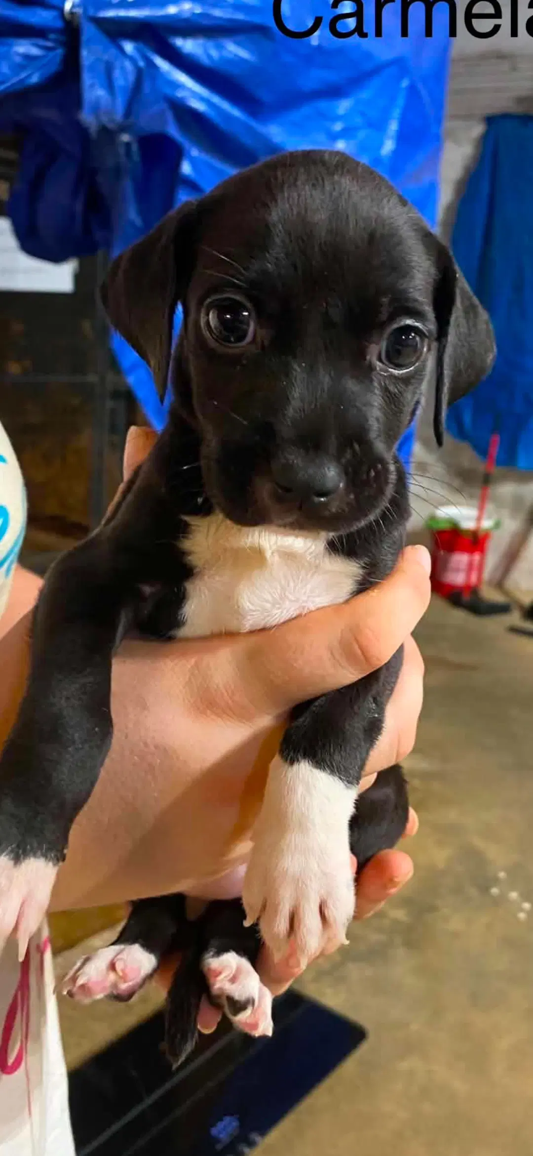 Carmela Pups image 3