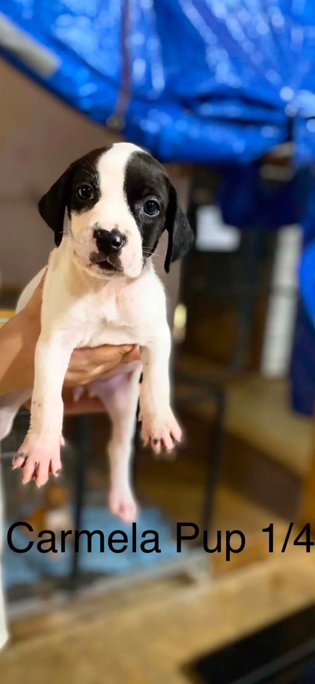 Carmela Pups image 4