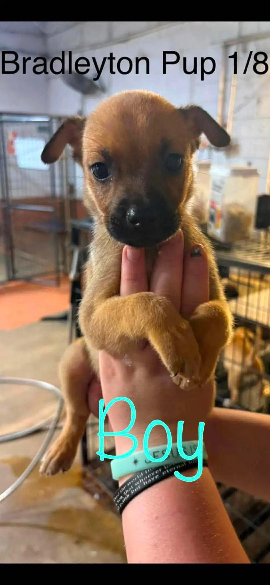 Bradleyton Pups image 2