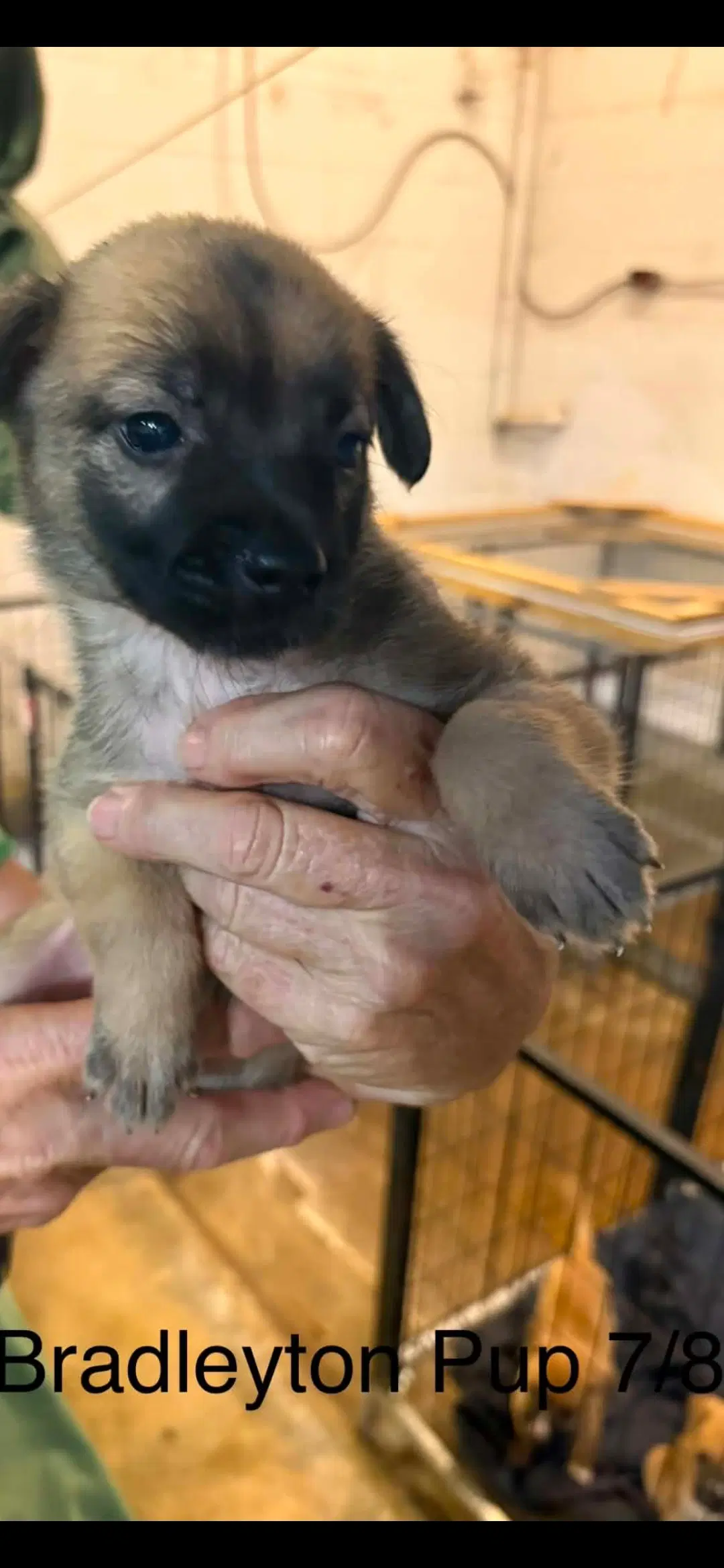 Bradleyton Pups image 3