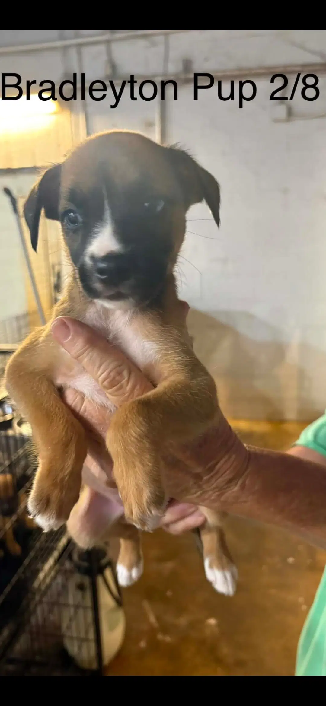 Bradleyton Pups image 4