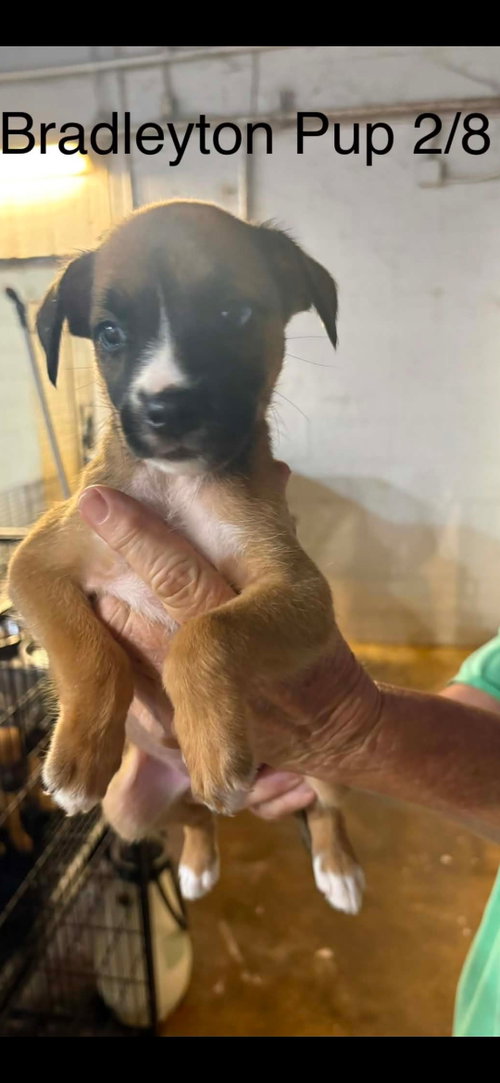 Bradleyton pups photo 3