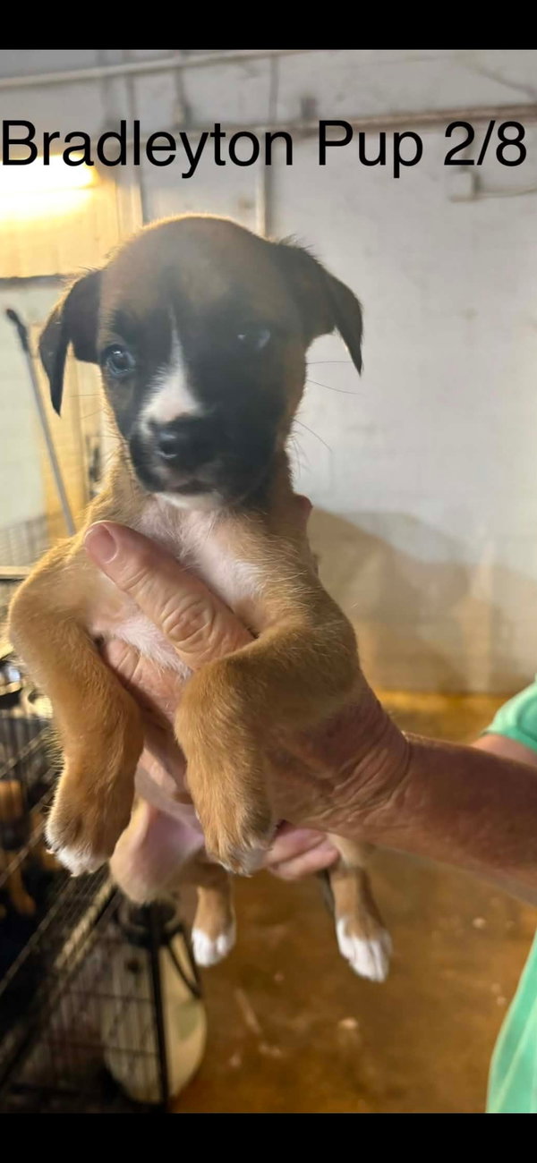 Bradleyton pups