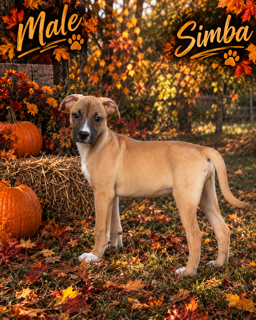 Photo 4 of Bradleyton pups